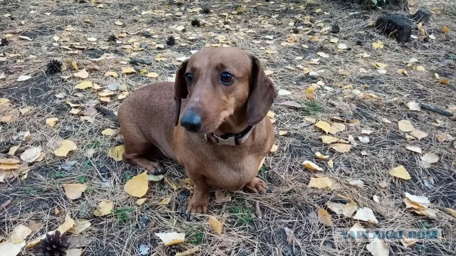 Немного о питомцах. Потаксуем?