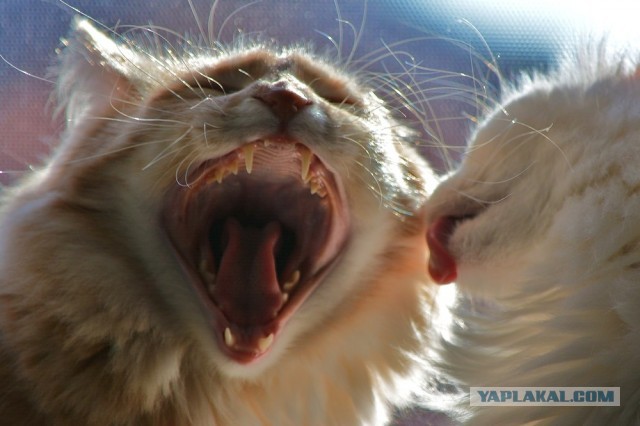 Котовторник 09.04.2013