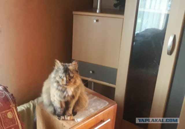 Котовторник! 16+ Коллеги-рабы, отмечаемся, у кого хозяину много лет!
