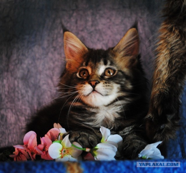 Мои мейн куны