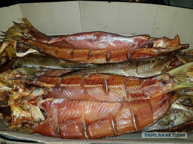 Рыболов Карибидис