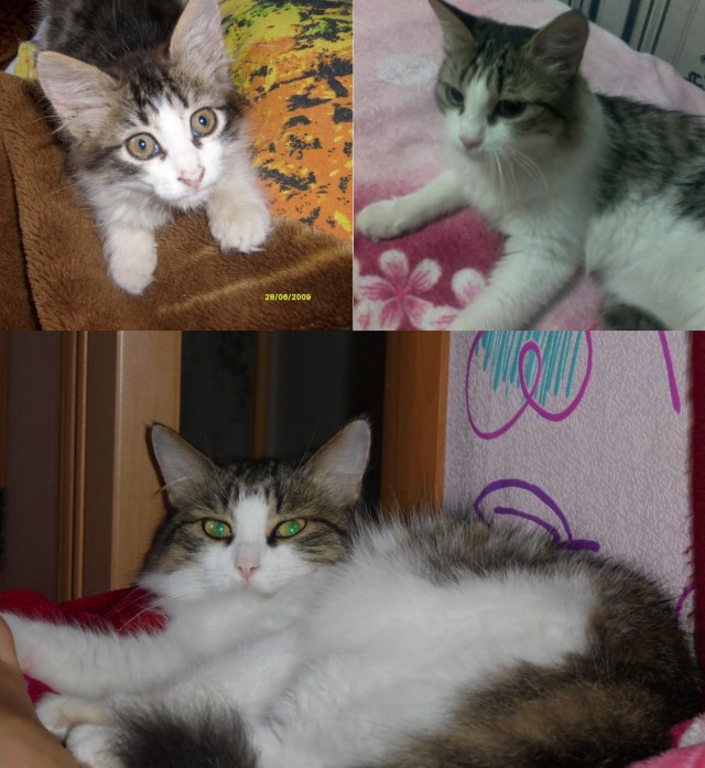 Котовторник, от мала до велика