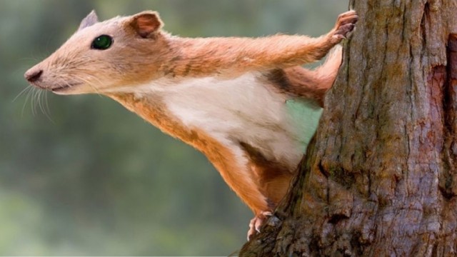 Кошерный йумор