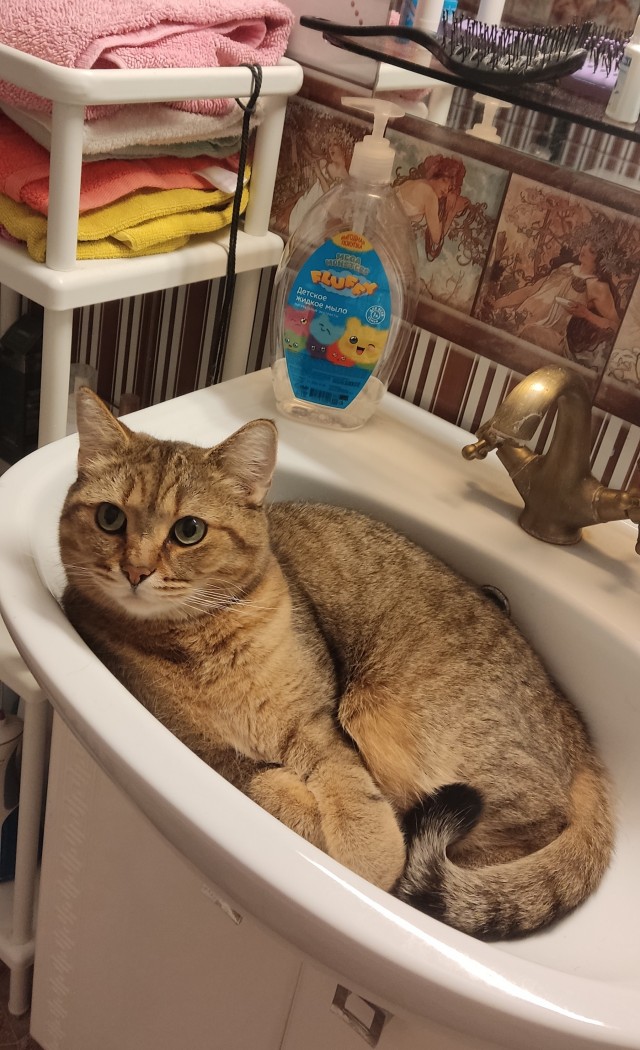 Котовторник