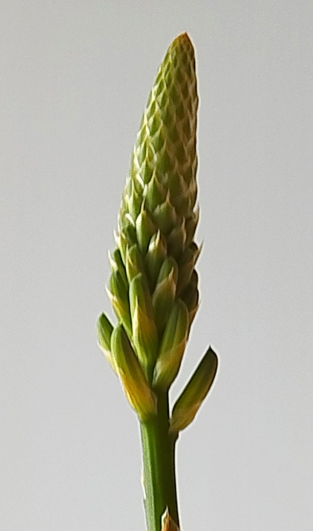 Загадка для ботаников