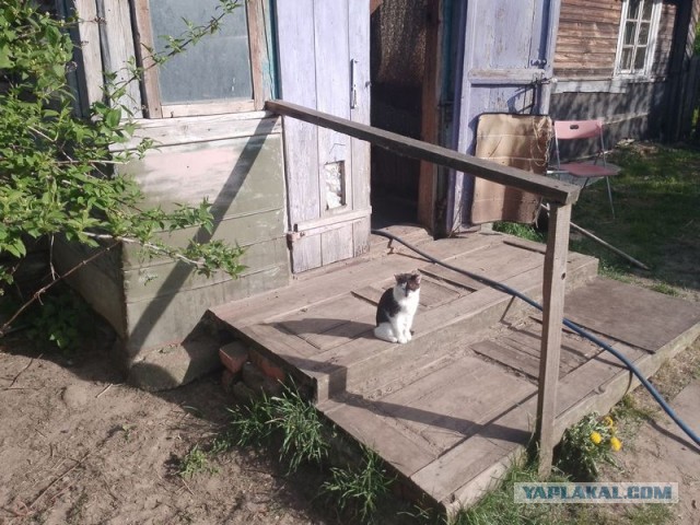 Жизнь домашнего приюта для котеек 542