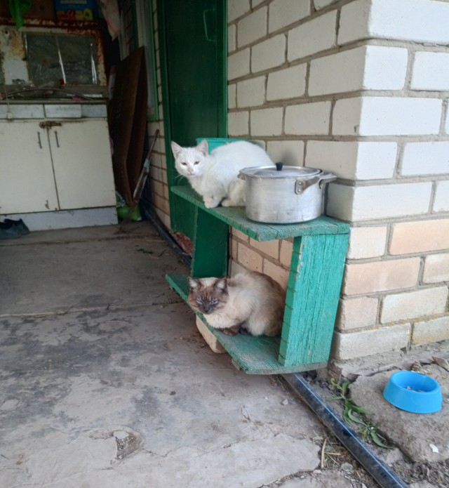 А как спят ваши питомцы?