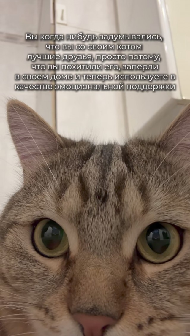 А у вас есть кот в доме?