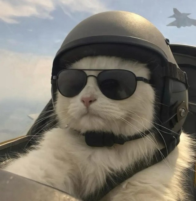 Это что, котовторник?