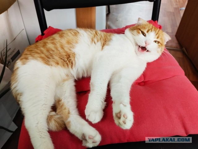 Литературный конкурс "КОКОС" 2025