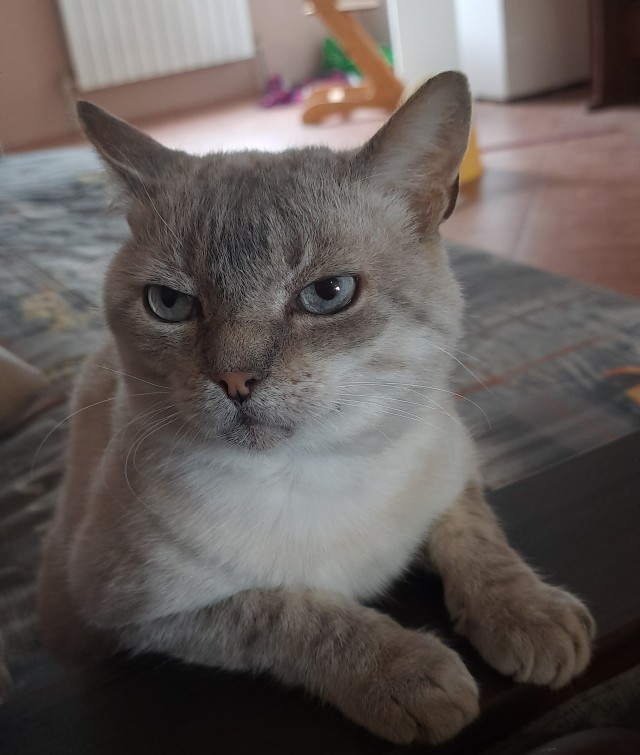 Котовторник жеж!!!
