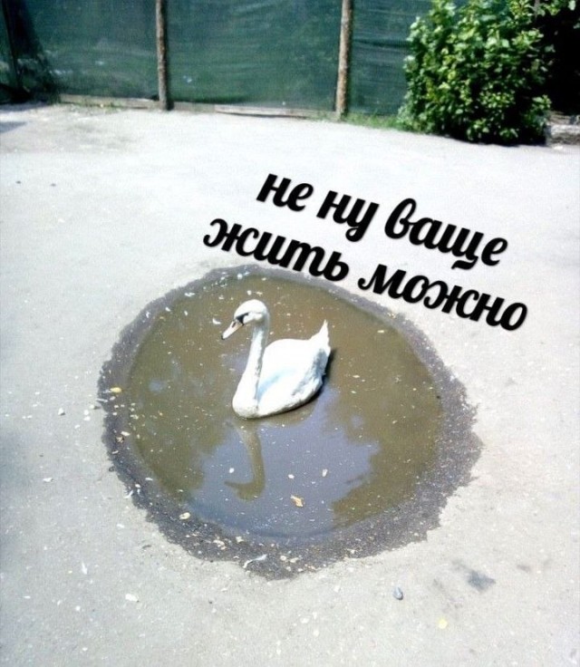 Картинки для деградации 130 (разной степени свежести)
