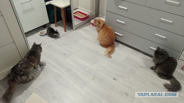 Ну, добро пожаловать, новенький!