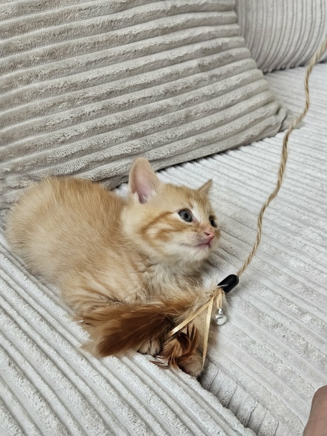 Маленький, рыжий, глазастый (котовторник)