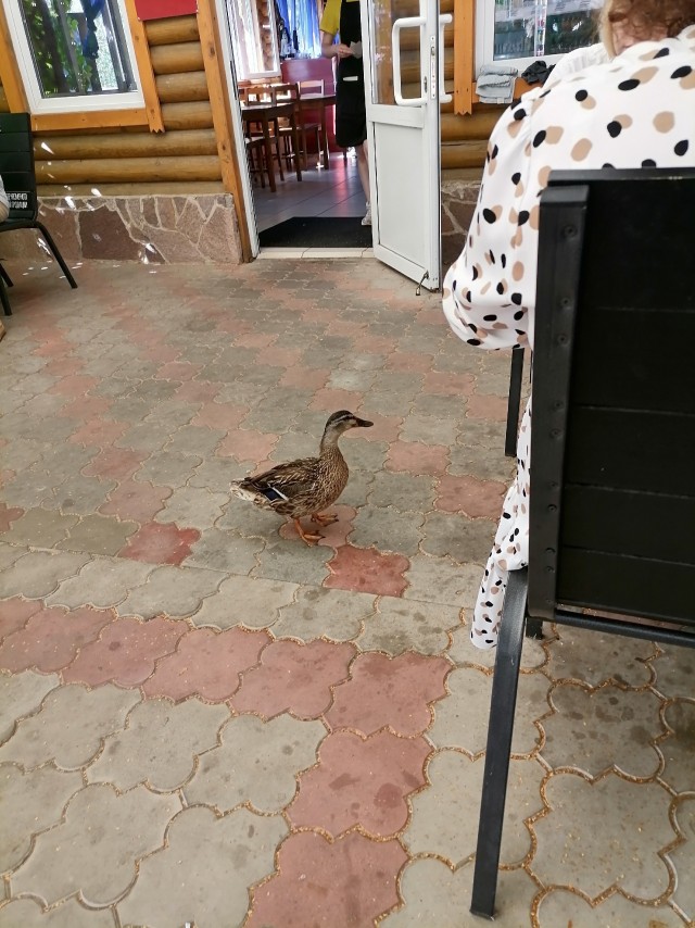 Уточки