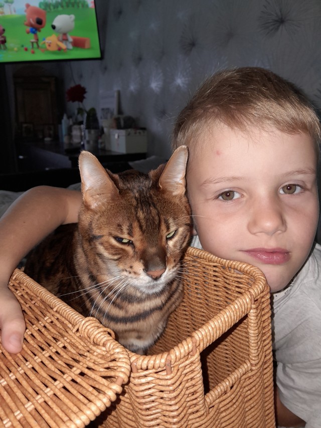 Котовторник и кошка