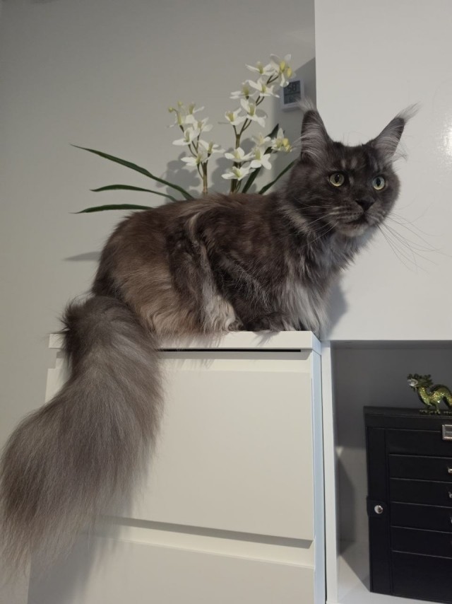 Котовторник 29.09.2026