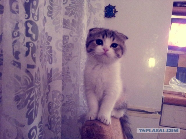 Коты и время