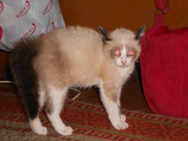 Котовторник на 24.09.2013г