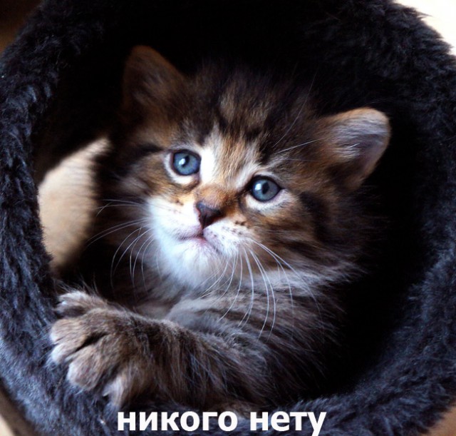 Котоподборка