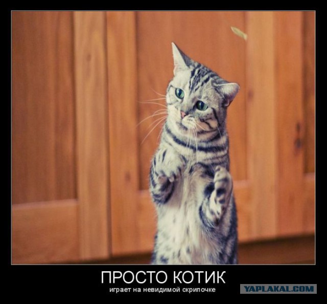 Этой олимпиаде не хватает котиков.