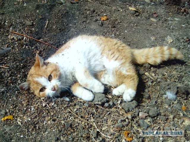 Котовторник 01.04.2014