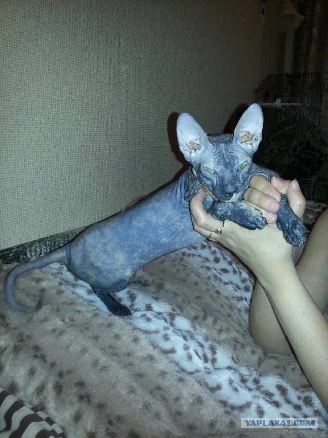 Котовторник 27.5.2014