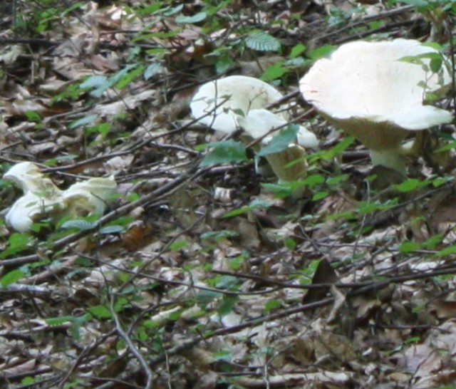Охота на лисичек.