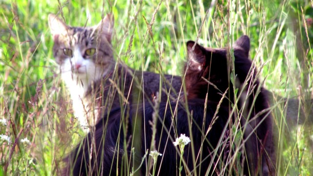 Котовторник 12.03.13