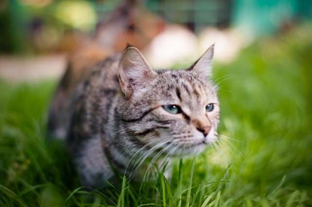 Котовторник  08.07.2014