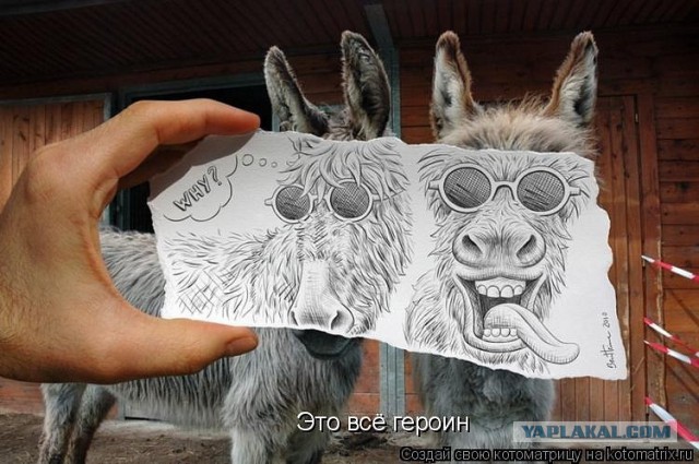 Смешные картинки