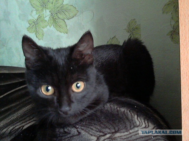 Котовторник 04.11.2014