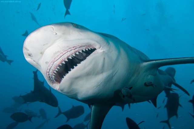 Что видит жертва акулы в последние секунды