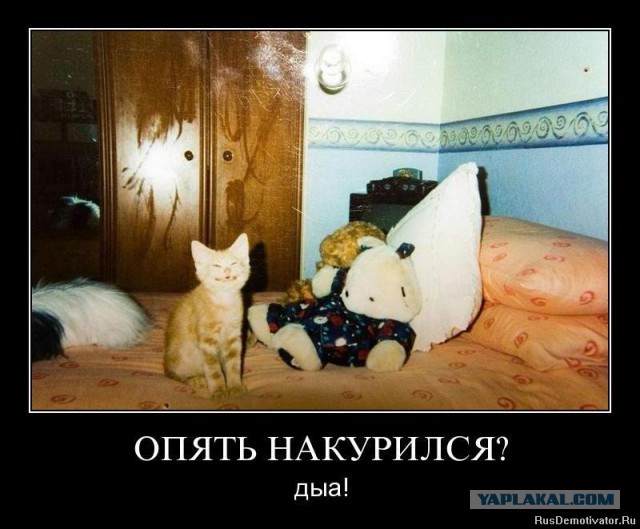 Известные котомемы.