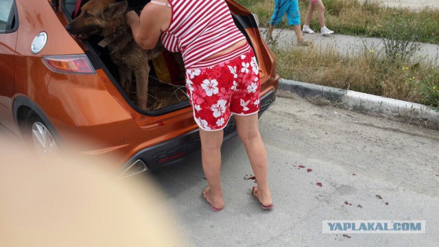 ТП-живодерка протащила свою собаку по городу