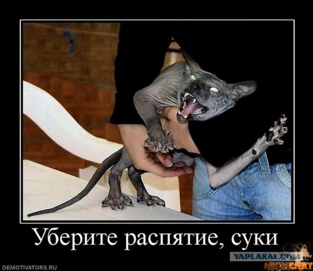 Не все котики одинаково фотогеничны