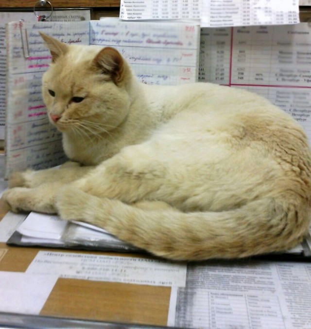 Котооо-о-о-вторник