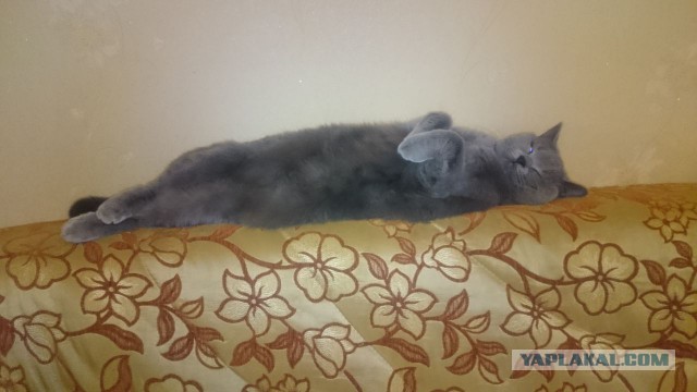 Котооо-о-о-вторник