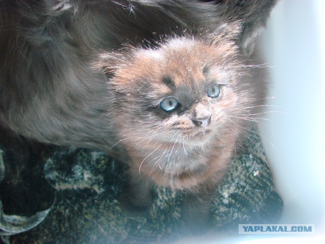 Котовторник 16.02.16