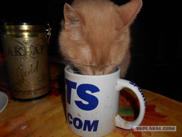 Жизнь домашнего приюта для котеек 107