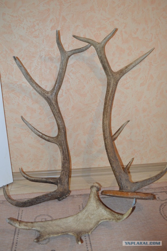 Тесть подрезал мои рога себе на выпивку