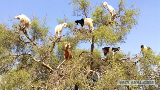 Как сегодня моего ребенка психолог тестировал