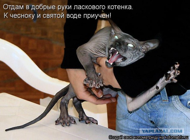 Кошка напала на семерых питбулей и их хозяйку
