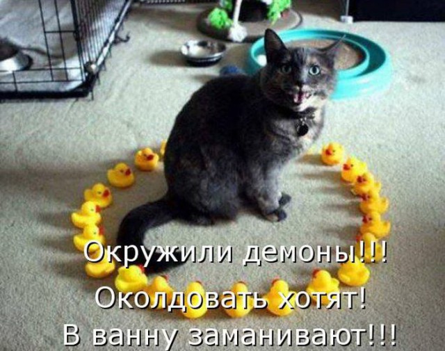Коты из сети
