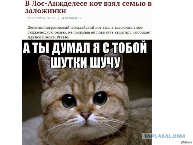 Настоящий охотничий кот