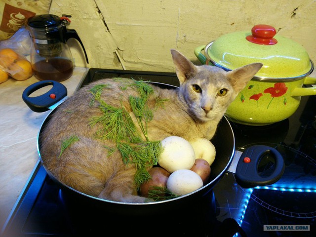 Кот грузинский