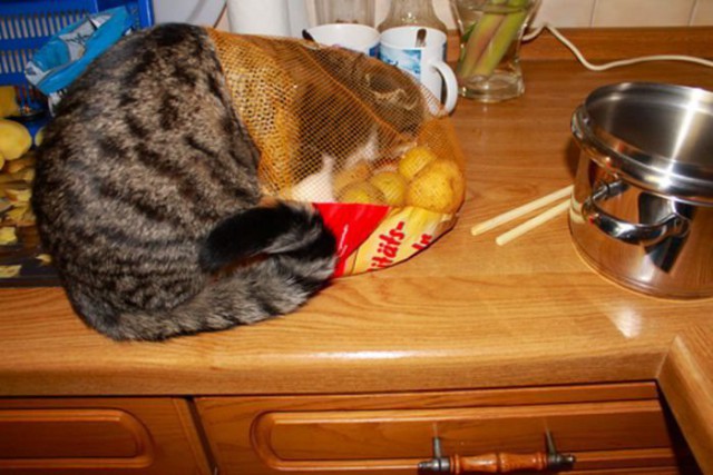 Коты и Кошки