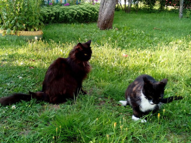 Котовторник 14.03.2017