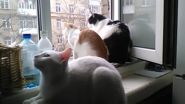 Котовторник 14.03.2017
