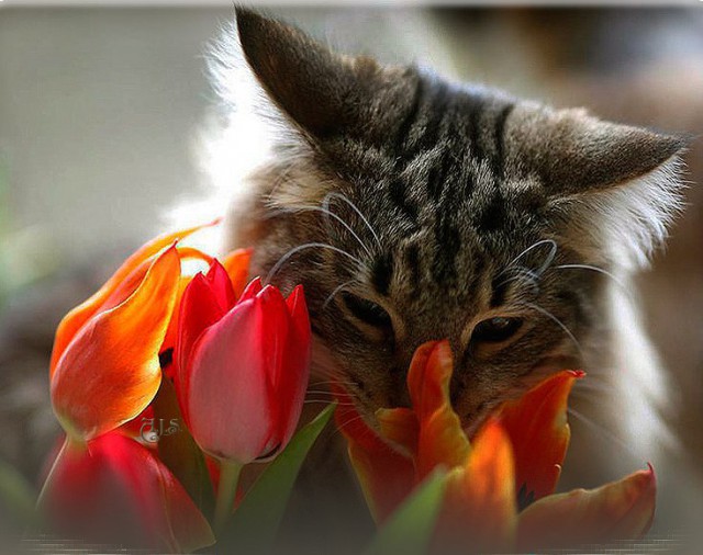 Коты и Кошки